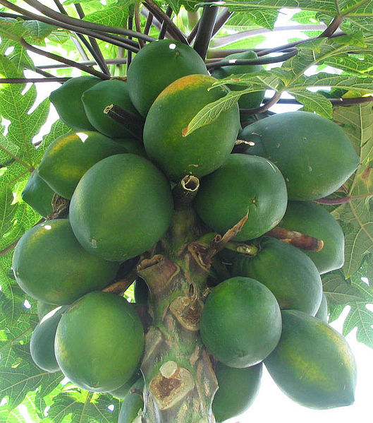 529px-carica_papaya_-_papaya_-_var-tropical_dwarf_papaya_-_desc-fruit